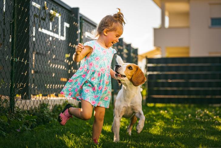 Un Beagle qui joue avec une petite fille