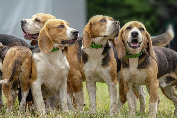 Une meute de chiens Beagles