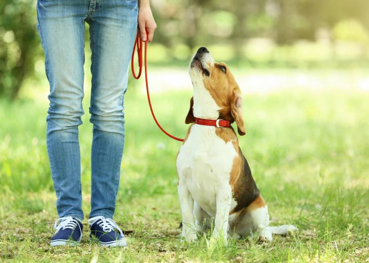 Un Beagle en laisse assis au pied de son maître dans un parc