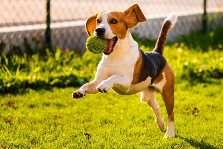 Un Beagle qui court avec une balle dans la gueule