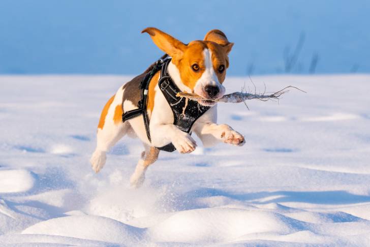 Un Beagle qui court dans la neige