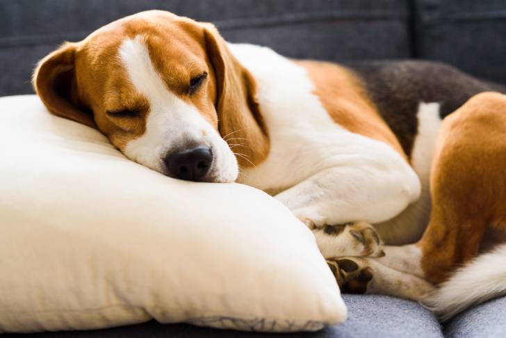 Un Beagle dort allongé sur un coussin