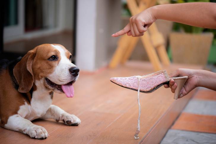 Un Beagle en train de se faire réprimander et éduquer 
