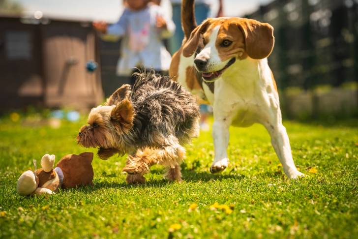 Un Beagle en train de jouer avec un autre chien
