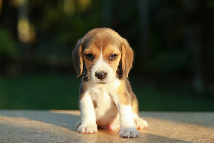 Un chiot Beagle