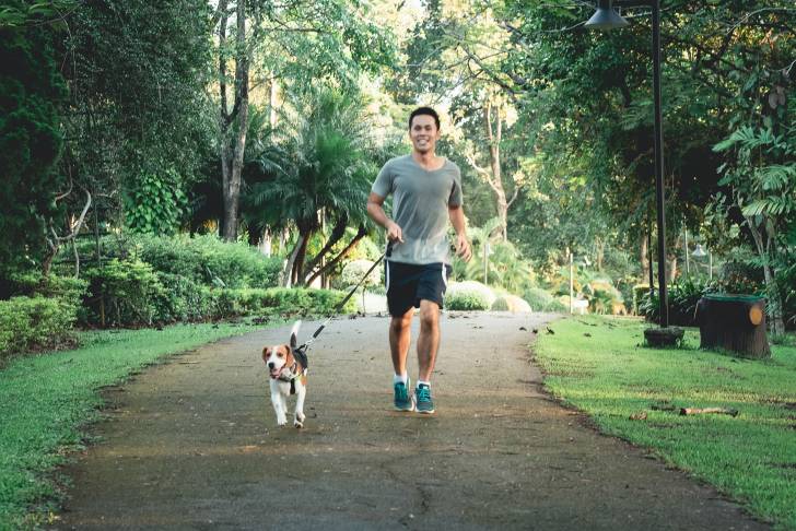 Un Beagle accompagne son propriétaire pour faire un jogging