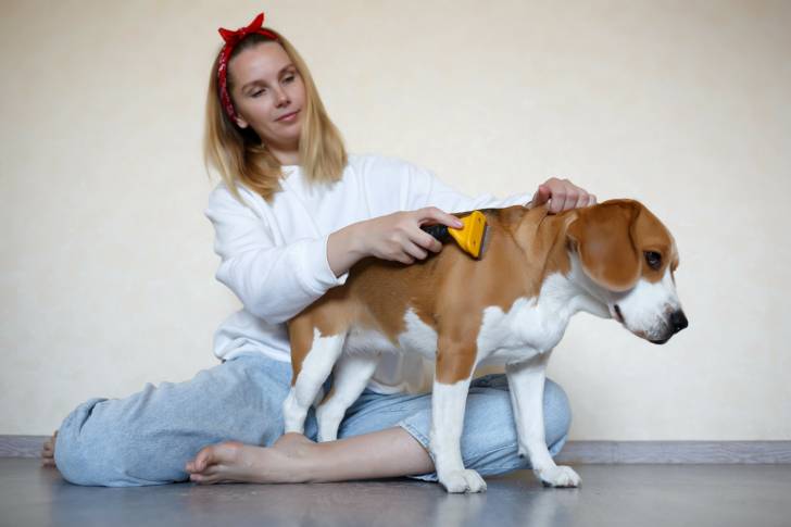 Un Beagle en train de se faire brosser