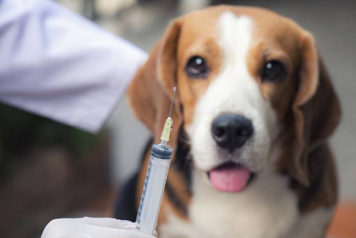 Un Beagle qui s'apprête à être vacciné