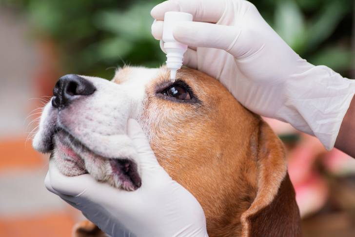 Un Beagle se fait nettoyer les yeux chez le vétérinaire