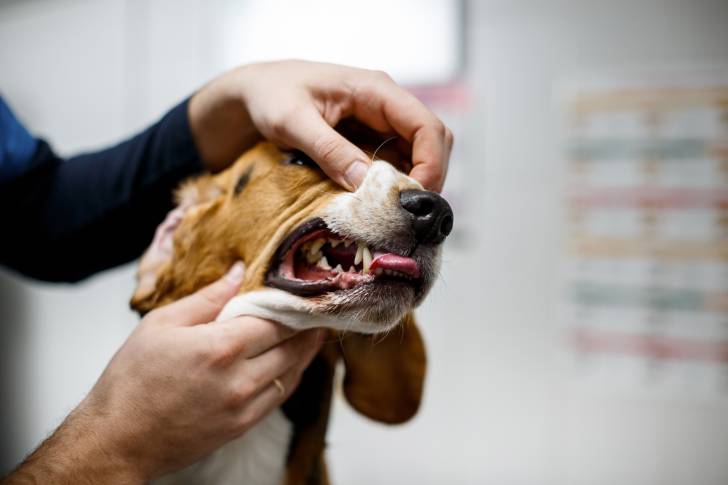 Un vétérinaire examine les dents d'un Beagle 
