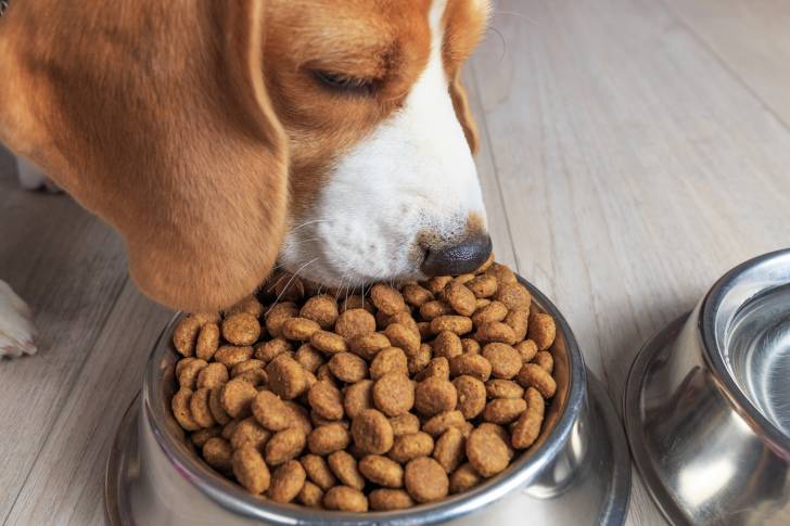 Un Beagle en train de manger des croquettes
