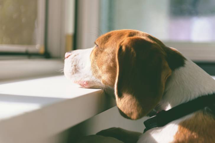 Un Beagle en train d'attendre son propriétaire en regardant par la fenêtre