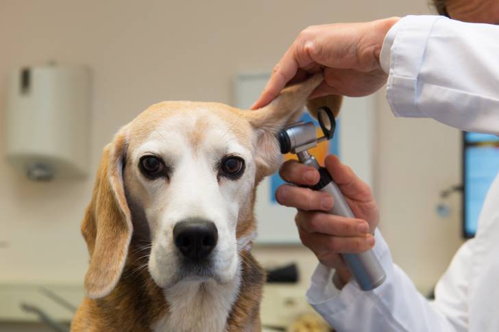Un Beagle en train de se faire examiner les oreilles 