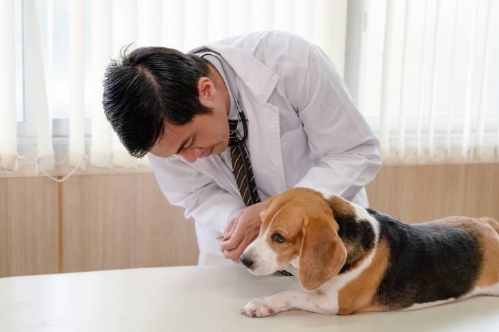Un vétérinaire en train de couper les griffes d'un Beagle