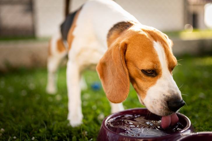 Un Beagle en train de boire de l'eau