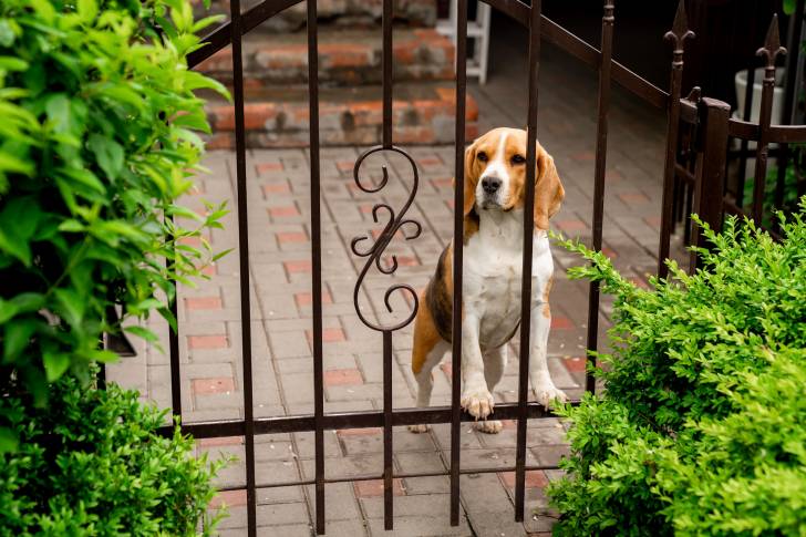 Un Beagle en train de surveiller son domicile