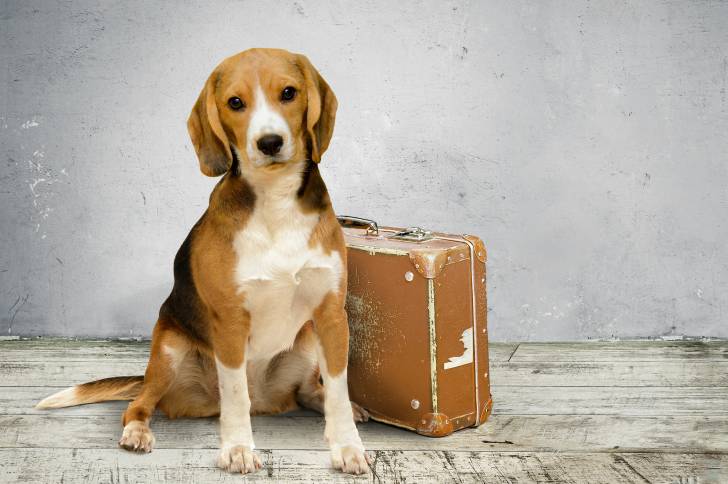 Un Beagle assis à côté d'une valise