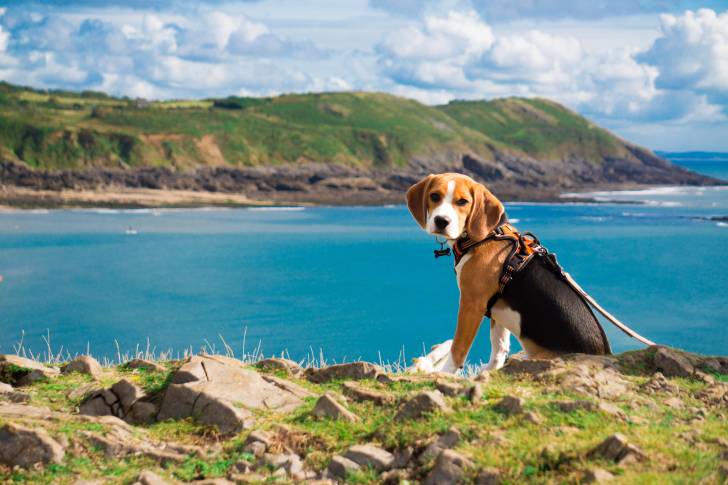 Un Beagle au bord d'une falaise