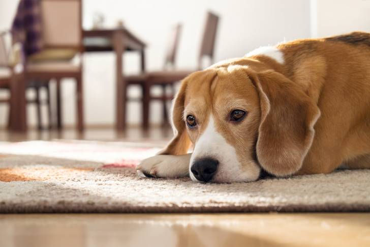 Un Beagle allongé sur un tapis dans la salle à manger et ayant l'air triste
