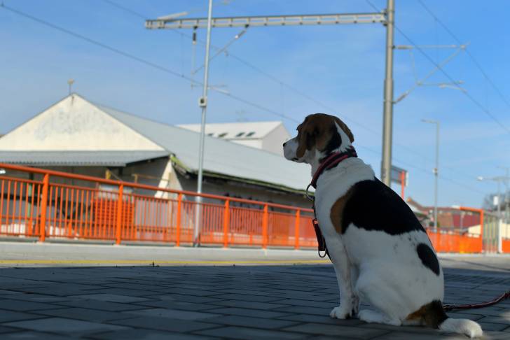 Un Beagle assis sur le quai d'une gare