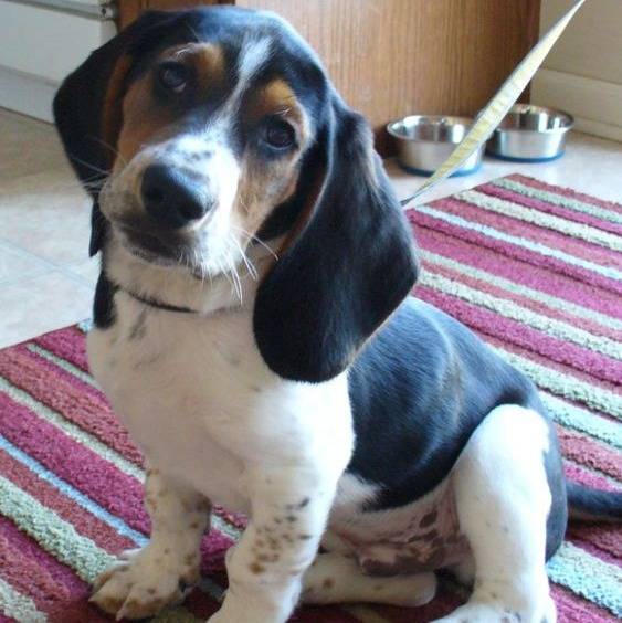 Un Bagle Hound au pelage tricolore, assis sur un tapis et qui est tenu en laisse.