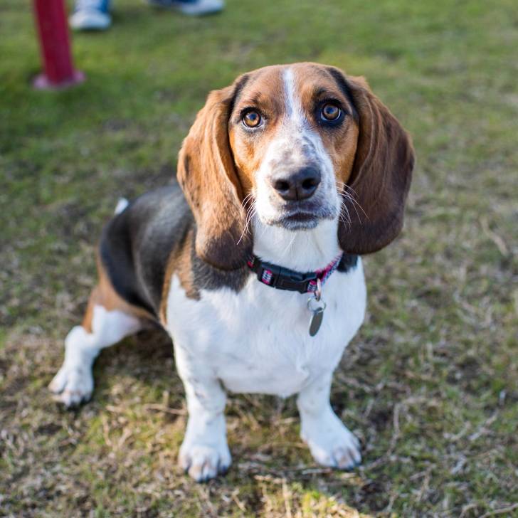 Un Bagle Hound au pelage tricolore assis sur une surface herbacée et portant un collier au co