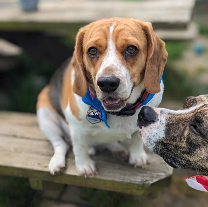 Un Bagle Hound au pelage tricolore, assis sur un banc en bois et portant un collier bleue au cou