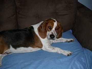 tchico - Beagle (9 mois)