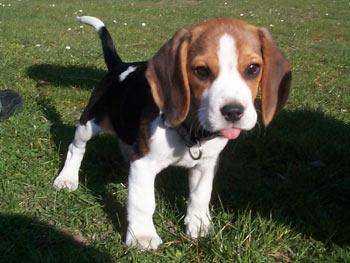 Eliot - Beagle Mâle (3 ans)