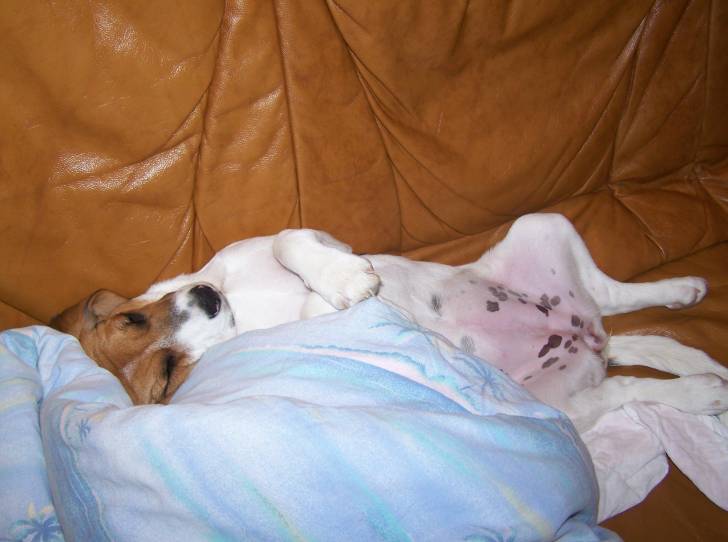 Etoile - Beagle (2 ans)