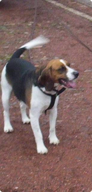 Max - Beagle Mâle (3 ans)