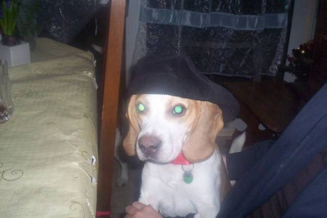 Clifford - Beagle Mâle (2 ans)