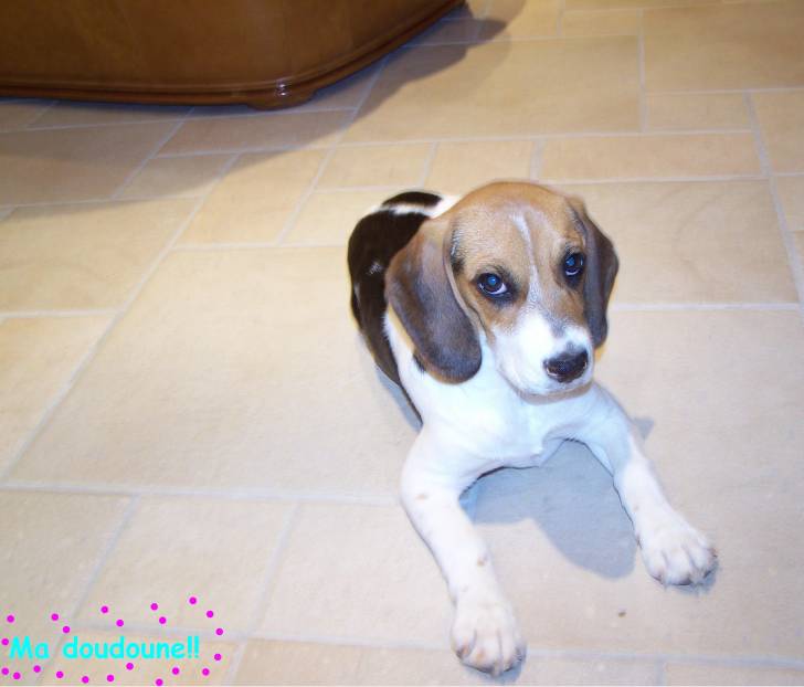 Etoile doudoune - Beagle (2 ans)