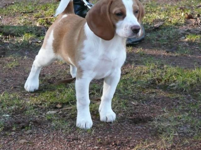 Chanel - Beagle (2 ans)