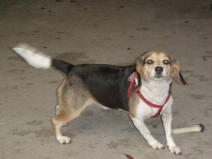 Sammy - Beagle Mâle (7 ans)