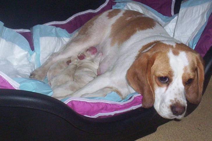 Douchka et ses BB - Beagle