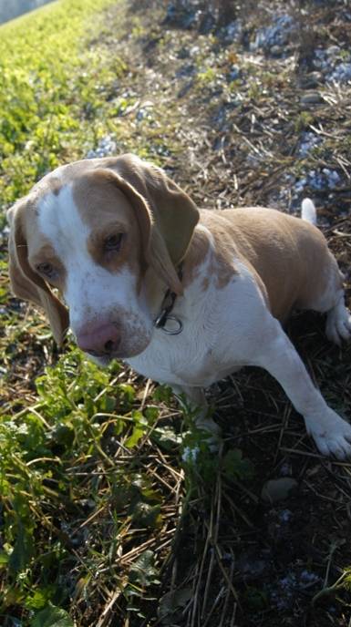 Pablo - Beagle Mâle (3 ans)
