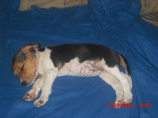 Shiloh - Beagle (1 mois)