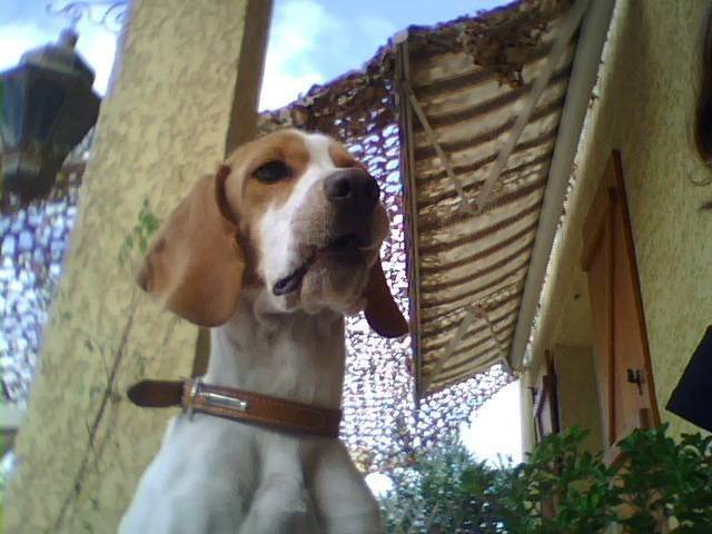 Lefky - Beagle (2 ans)