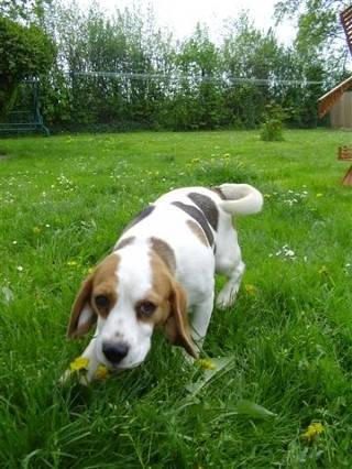 fraise - Beagle (4 ans)