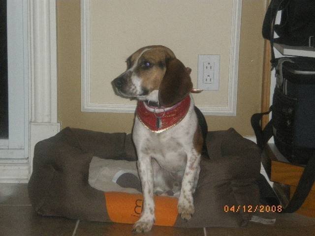 Rocky - Beagle Mâle (2 ans)