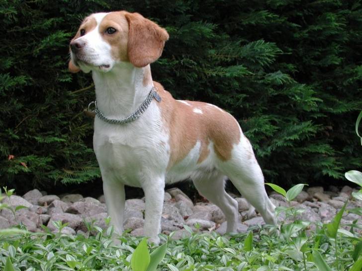Eve - Beagle (2 ans)