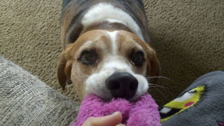Sully - Beagle Mâle (4 ans)