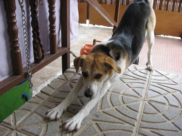 Laika - Beagle (11 mois)
