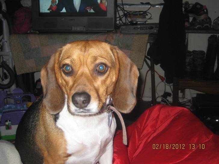victoria - Beagle (1 mois)