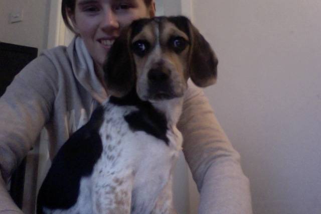 Ozzy - Beagle Mâle (7 mois)