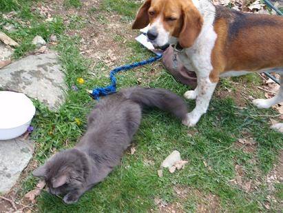 Riley and Missy - Beagle Mâle (2 ans)