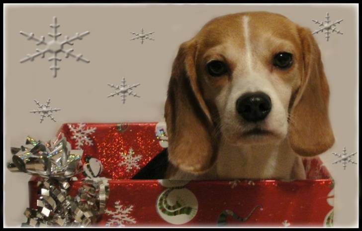 Hunter - Beagle Mâle (3 ans)