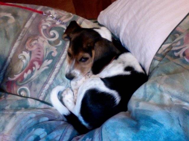 Marnie - Beagle (10 mois)