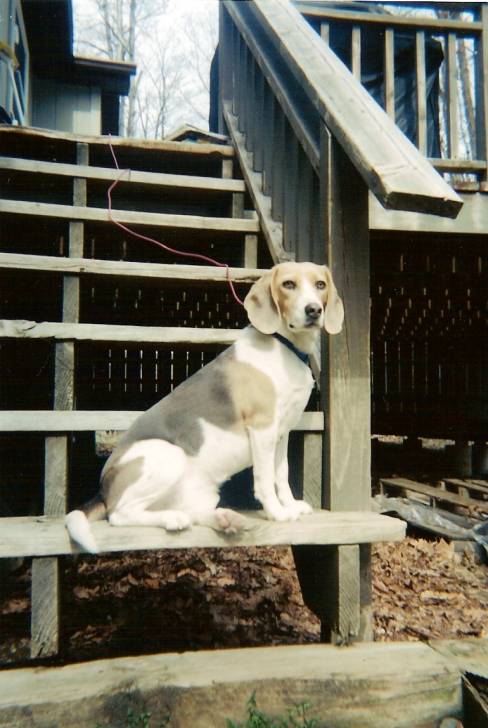 Juniper - Beagle (14 ans)